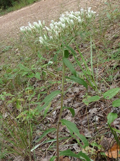 {Eupatorium album}